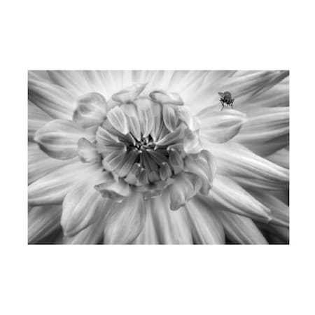 Anita Vincze 'Monochrome Flower 78' Canvas Art,22x32